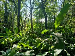 -中国科学院西双版纳热带植物园