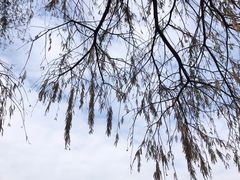 -华中科技大学同济医学院附属同济医院(汉口院区)