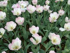 -洛阳郁金香牡丹园