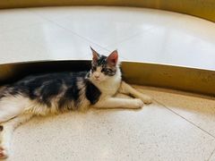 -飞行喵MR PILOT|猫舍·猫咖(静安大融城店)