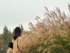 -眉山湿地公园(东坡区)