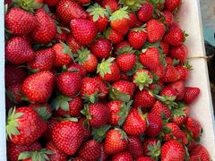 -南国桃园旅游度假区