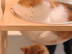 -飞行喵MR PILOT|猫舍·猫咖(静安大融城店)