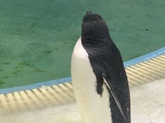 -海合安武汉极地海洋公园
