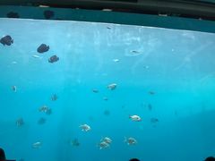 -瑞德姆美人鱼海底演艺主题餐厅(亚龙湾店)