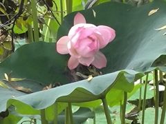 -桂湖森林公园