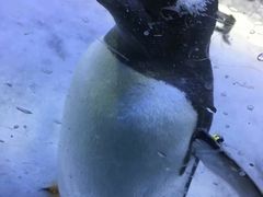 -芜湖新华联大白鲸海洋公园