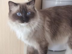 -鼓捣猫呢主题猫咖店