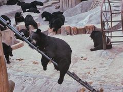 -东方熊牧场