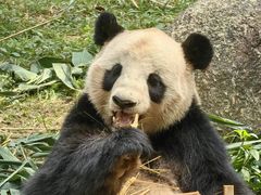 -广州长隆野生动物世界