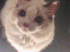 -猫大福·Fortune Cat猫舍(百子湾店)