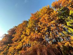 -上海海湾国家森林公园