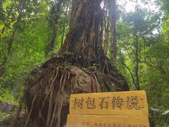 -莫里热带雨林景区