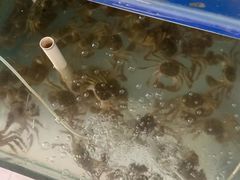 -阳澄湖大闸蟹·琼灵阁牌品牌连锁(吴中总店)