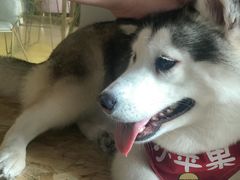 -Husky Go! 哈士奇体验馆·宠物咖啡厅狗咖