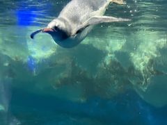 -凯莉-塔尔敦海洋生物水族馆