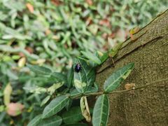 -上海佘山国家森林公园天马山园