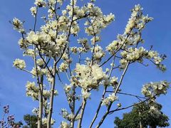 -中共上海市委党校 上海行政学院