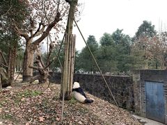 -都江堰中华大熊猫苑