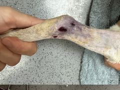 -创凡宠物医院·骨专科  猫科中心(西乡分院)