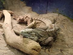 -上海大自然野生昆虫馆