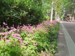 -合肥滨湖国家森林公园