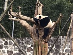 -都江堰中华大熊猫苑