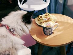 -喵屿·大理花园猫咖