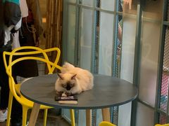 -喵屿·大理花园猫咖