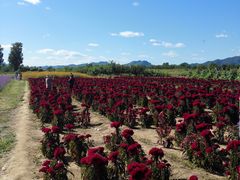 -北京东方普罗旺斯薰衣草庄园