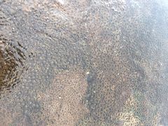 -乌布德传统市场