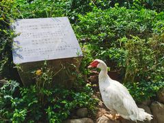 -观澜山水田园