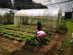 -前小桔亲子创意农场·草莓采摘·露营烧烤