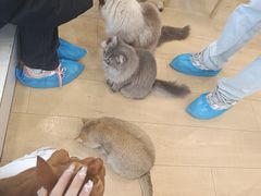 -Let's go狗咖·猫咖·奶狗·桌游(春熙路IFS店)