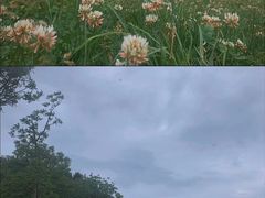 -武陵山森林公园