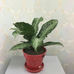 -台湾台婴美月子中心(长沙保利店)