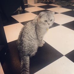 -众刺纹画·纹身·穿孔饰品·海娜定制