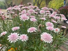 -上海共青森林公园