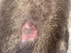 -爱宠屋pet shop·宠物洗澡·宠物美容