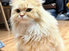 -MOCHA明星猫咖(田子坊店)