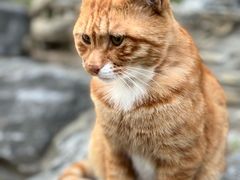 -好伦哥披萨(地坛店)