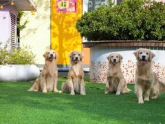 -汪说喵讲宠物乐园宠物酒店(红星美凯龙店)