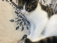 -平行世界·猫咖(首经贸店)