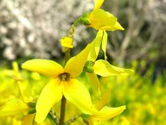 -大兴滨河森林公园