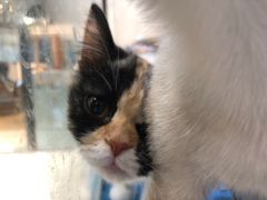 -藏猫猫咖啡主题馆(中央大道店)