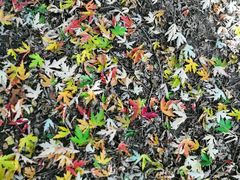 -黑龙江省森林植物园