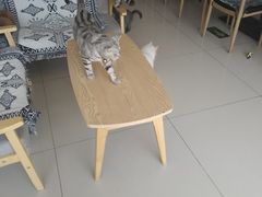 -平行世界·猫咖(首经贸店)