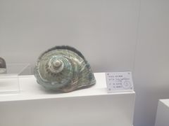 -贝壳王国博物馆