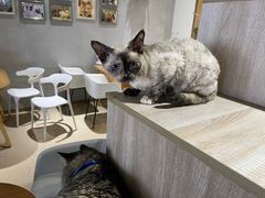 -藏猫猫咖啡主题馆(中央大道店)