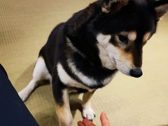 -逗柴咖啡屋·狗咖猫咖宠物桌游